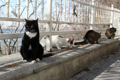 Ünlü İkizler Meral ve Zuhal: Kadıköy Moda Sokaklarında 150 Kediye Bakıyor