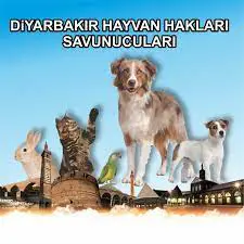 Hayvanseverler Diyarbakır'da sahadaydı 