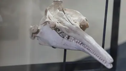 Dev yunusa ait 16 milyon yıllık kafatası bulundu