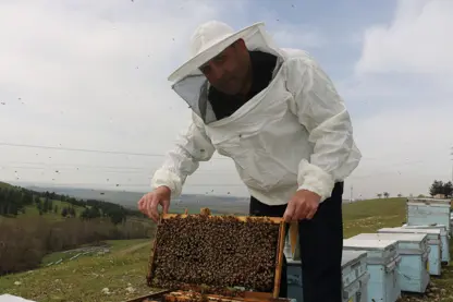Diyarbakır'da arıların yüzde 30'u telef oldu