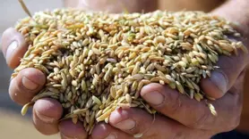 Diyarbakır'da dağıtılacak çeltik tohumu miktarı belli oldu