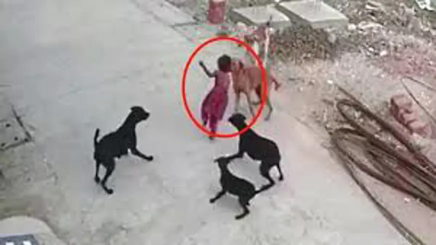 Sahipsiz köpeğin saldırdığı 8 yaşındaki Burak sokağa çıkmaya korkuyor