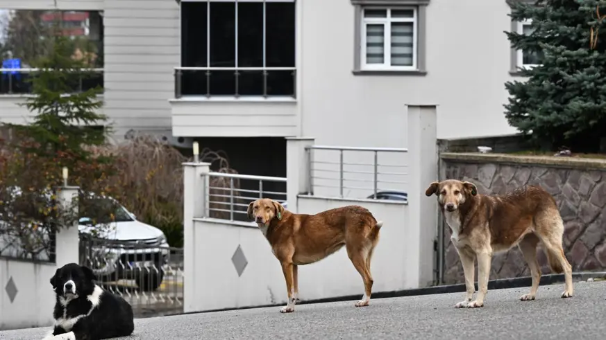Başıboş sokak köpeklerine ilişkin düzenleme için gözler Meclis'te