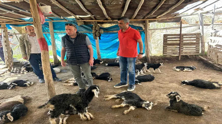 Hayırsever, başıboş köpek saldırısında 15 hayvanı telef olan çiftçiye yardım eli uzattı