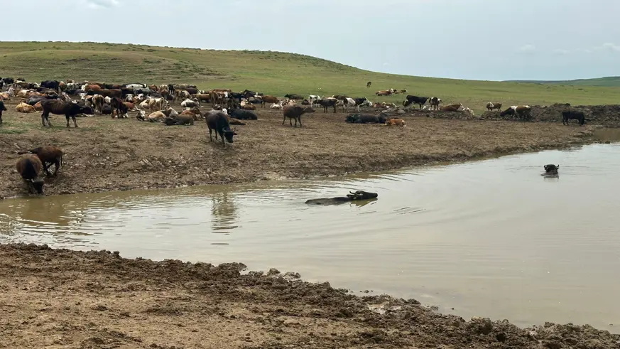 Diyarbakır'da hayvanların içme suyunun karşılandığı göletler onarılıyor