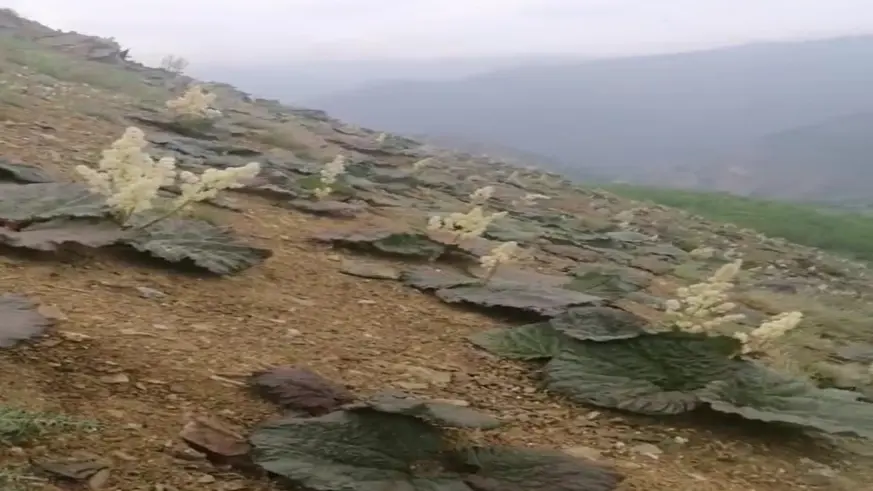 Diyarbakır'ın İlçelerinde yetişen ışkın otunun boyu 1.5 metreyi buluyor