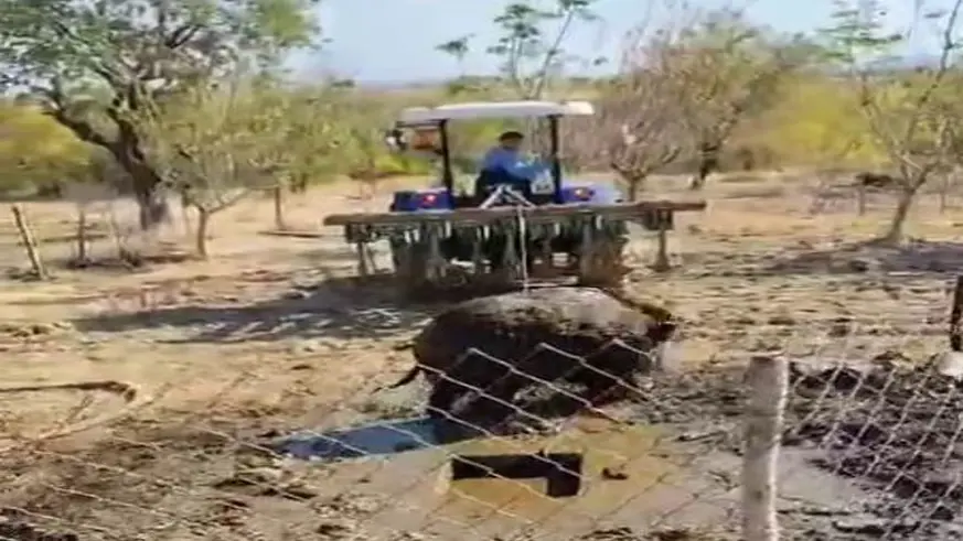 Septik kuyusuna düşen yaban domuzu, traktör yardımıyla kurtarıldı