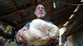 Kütahya'da 3 kilo dev mantar bulundu