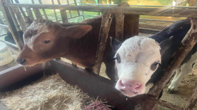 Türkiye'de yıllık 400-500 bin buzağı ölümü oluyor