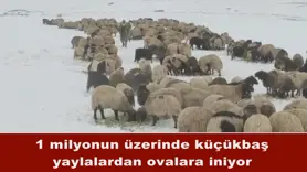 1 milyonun üzerinde küçükbaş yaylalardan ovalara iniyor