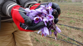 Gramı 600 TL olan safran yok satıyor