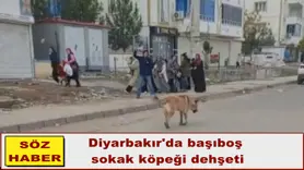 Diyarbakır'da başıboş  sokak köpeği dehşeti