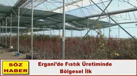 Ergani’de Fıstık Üretiminde  Bölgesel İlk