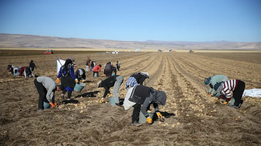 Bitlis'te hummalı hasat mesaisi
