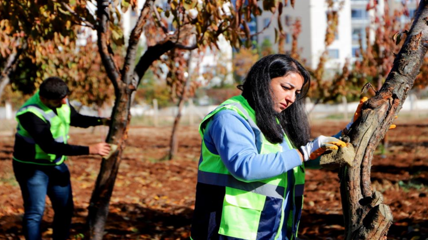 DBB özel yöntemlerle ağaçları tedavi ediyor