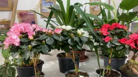 Sevgililer Günü'nde çiçekçilere rağbet azaldı