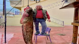 100 kilogramlık yayın balığı avlandı