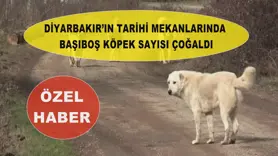 Diyarbakır’ın tarihi mekanlarında başıboş köpek sayısı çoğaldı