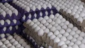 Sofralık yumurta ihracatında fon kesintisi artırıldı