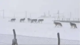 Diyarbakır'da kurtlar yerleşim yerlerine indi