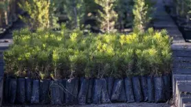 Ormanlar için bu yıl 118 milyon fidan üretilecek