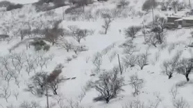 Aç kalan kurt sürüsü yerleşim yerine indi