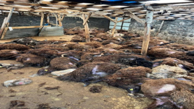 Aç kurtlar 130 koyunu telef etti