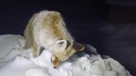 Tilki, donmuş vaziyette bulundu