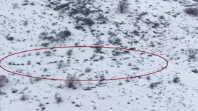 Diyarbakır'da sürü halinde gezen domuzlar görüntülendi