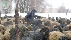 Muş'ta devlet desteğiyle hayvan sayısı arttı