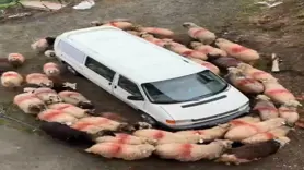 Trabzon’da ilginç görüntüler