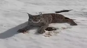 Yaralı vaşağı gören tır şoförü ‘İnsanlık ölmemiş’ dedirtti