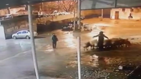 Siverek'te 19 koyun çalındı