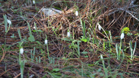 Bu çiçeği koparmanın bedeli dudak uçuklatıyor