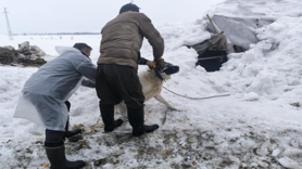 Yüksekova'da kuduz alarmı