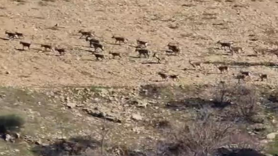 Diyarbakır'da sürü halinde görüntülendi